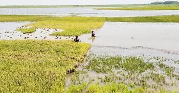 বন্যার শঙ্কায় আধা পাকা ধান কাটছেন হাওরপাড়ের চাষিরা