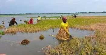 পানির নিচে অর্ধলক্ষ হেক্টর জমির ধান, উৎপাদন নিয়ে শঙ্কা