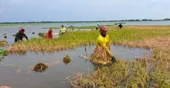 বৃষ্টি-ঢলের পানিতে ৩১৩ কোটি টাকার ফসলের ক্ষতি