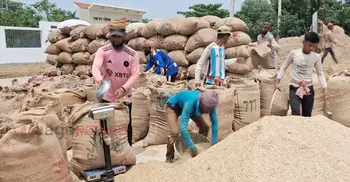 হাওরে কৃষকের ওপর নতুন ‘জুলুম’, ৪৫ কেজিতে ধানের মণ!