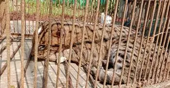 নেত্রকোনায় ট্রাকের ধাক্কা খেয়ে সড়কে পড়েছিল গন্ধগোকুল