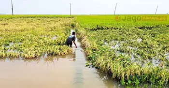 হাওরে জলাবদ্ধতায় ভরা মৌসুমেও সংকটে কৃষক
