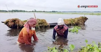 হাওরজুড়ে হাহাকার, ধান কাটছে ‘নয়নভাগায়’