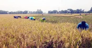 শ্রমিক সংকট, কৃষকের ধান কাটলেন শিক্ষক-শিক্ষার্থীরা