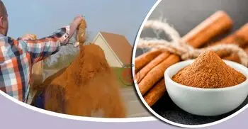 ২৫ বছরেও অবিবাহিত, দারুচিনি গুঁড়া ছিটাবে আপনার বন্ধুরা