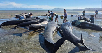নিউজিল্যান্ডের এক সৈকতে আটকে পড়ে ৬ তিমির মৃত্যু
