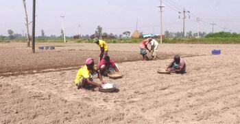 আগাম আলুচাষে ঘুরে দাঁড়ানোর আশা কৃষকদের