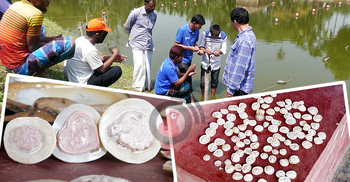 মাছের পুকুরে মুক্তা চাষে বিপ্লব