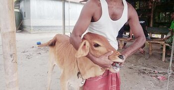 ছড়িয়ে পড়ছে লাম্পি স্কিন, নেই ভ্যাকসিন