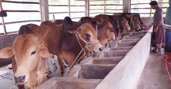 নোয়াখালীতে চাহিদার চেয়ে বেশি কোরবানির পশু