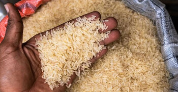 Pakistan buying 1 lakh tonnes rice to supply Bangladesh