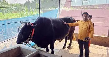 নরসিংদীতে ১২০০ কেজি ওজনের ‘কালা মানিক’ কিনলেই খাসি ফ্রি