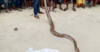 কুড়িগ্রামে ১০ ফুট দৈর্ঘ্যের আহত অজগর উদ্ধার