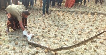 জারুল গাছের মগডালে ৮ ফুট লম্বা অজগর