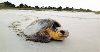 ডিম পাড়তে এসে জীবন দিতে হচ্ছে কচ্ছপদের