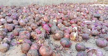 মজুতের পেঁয়াজে ধরেছে পচন