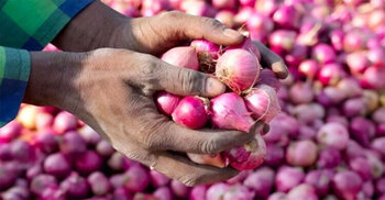 Unstable Onion Market: Where will the price stop?