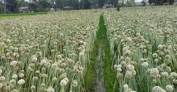 কুড়িগ্রামে পেঁয়াজ বীজ উৎপাদন, আশার আলো দেখছেন কৃষকেরা