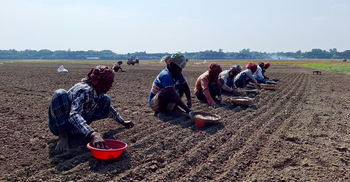 মুড়িকাটা পেঁয়াজ চাষ, মণ ২ হাজার করার দাবি