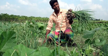 রোগ প্রতিরোধ ক্ষমতা বাড়ায় পেঁয়াজ পাতা