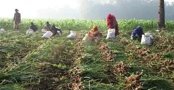 পেঁয়াজ চাষ করে লোকসানে মেহেরপুরের চাষিরা