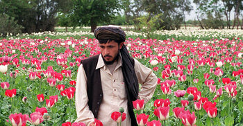 নিষেধাজ্ঞার পর আফগানিস্তানে আফিম চাষ তলানিতে