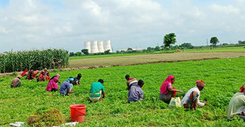 পদ্মার চরে প্রতিদিন অর্ধকোটি টাকার ধনেপাতা বেচাকেনা
