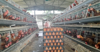 হিটস্ট্রোকে মরছে মুরগি, কমেছে ডিম উৎপাদন