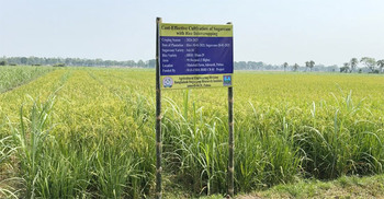 আখের সঙ্গে ধানচাষ, বদলে যাবে কৃষি অর্থনীতি