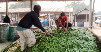 The bean market with daily turnover of Tk 1.5cr amid poor harvest