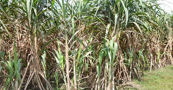 দেশে আখ ও মিষ্টি জাতীয় ফসলের উৎপাদন বাড়ানোর পরামর্শ