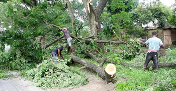 মরা গাছ কাটার টেন্ডারে কাটা হচ্ছে তাজা গাছ