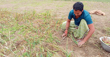 হালি পেঁয়াজেও লাভের স্বপ্ন চাষিদের