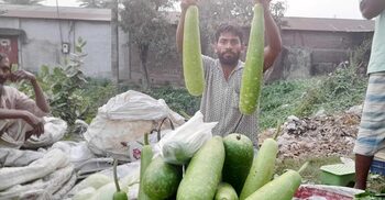 স্বাদের লাউ ১৫ টাকা জোড়া