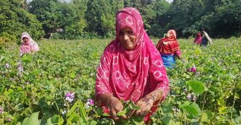 From fields to fortune: Women drive bean revolution in Ishwardi