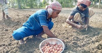 বেসরকারি বীজে নির্ভরশীল পাবনার কৃষি
