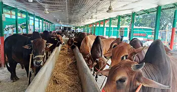 ৫টি দিয়ে খামার শুরু, কোরবানিতে ৪০০ গরু বিক্রির আশা