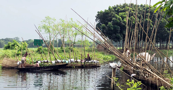 পাবনায় অবৈধভাবে মাছ শিকার বন্ধে বিলের সোঁতি বাঁধ অপসারণ