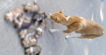 ৮ কুকুরছানা হত্যা: প্রাণিসম্পদ উপদেষ্টার ফোন পেয়ে থানায় মামলা