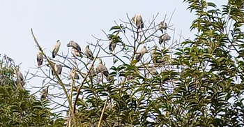 চিরকুমার কলি দাসের পাখিপ্রেম