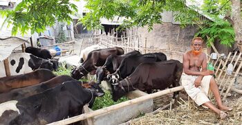 সবুজ ঘাস চাষ টিকিয়ে রাখছে গাভির খামার