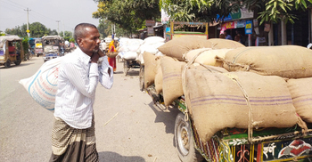 ঠাকুরগাঁওয়ের বাজারে উধাও আমন ধান