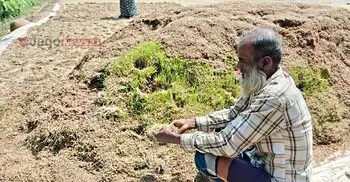 ‘ইবার একমুঠো ধানও ঘরে তুলতে পারিনি, বাচ্চারা কী খাইবো?