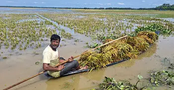 বৃষ্টি-ঢলে ২০ হাজার কৃষকের শতকোটি টাকার ধান পচে নষ্ট
