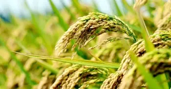 ৮ শতাংশ কমতে পারে ধান উৎপাদন, খাদ্য নিরাপত্তায় চাপ বাড়বে