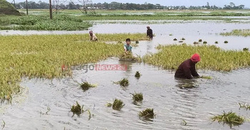 Haor farmers in tears as paddy fields submerged after heavy rain