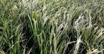 ধান চাষে উচ্চ তাপমাত্রার ঝুঁকি, কৃষকের জন্য জরুরি সতর্কবার্তা