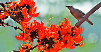 Pahela Falgun brings colour, music as spring begins