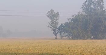 পঞ্চগড়ে আবারো ১২ ডিগ্রিতে নামলো তাপমাত্রা