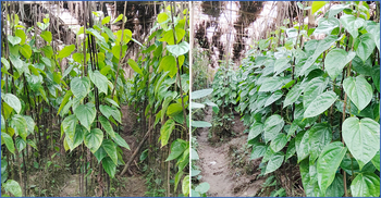 মিরসরাইয়ে ১০ বছরে ৯৫ শতাংশ পান চাষ কমেছে